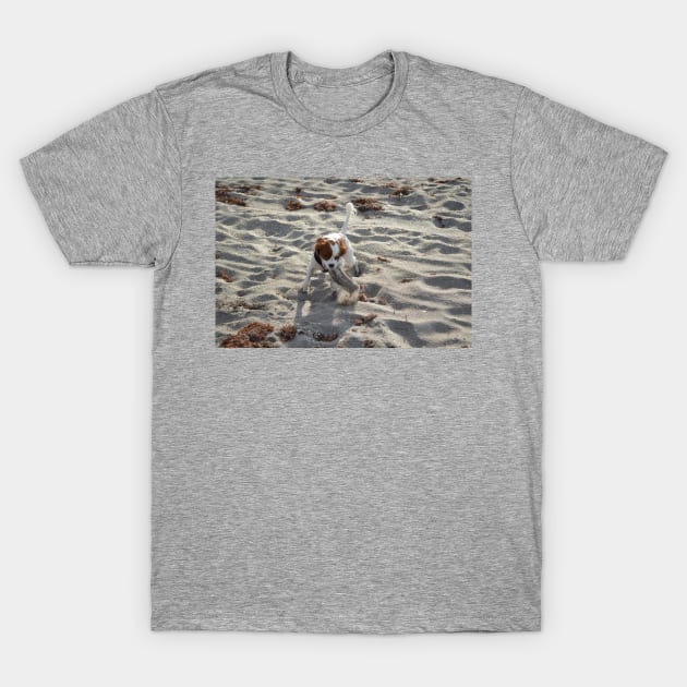 cavalier king charles spaniel blenheim on beach T-Shirt by Wanderingangel